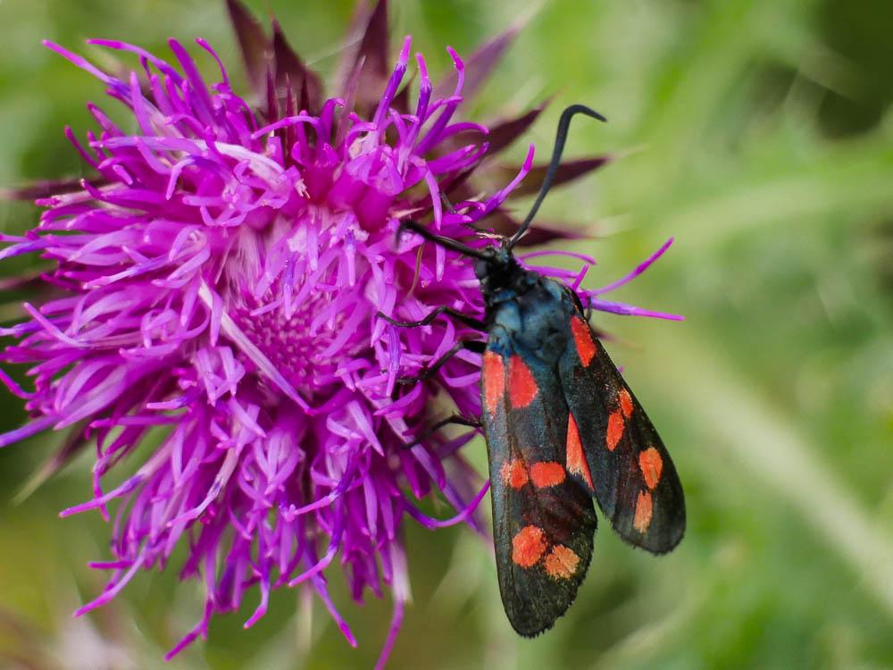 Zygène transalpine (La) Zygaena transalpina (Esper, 1780)
