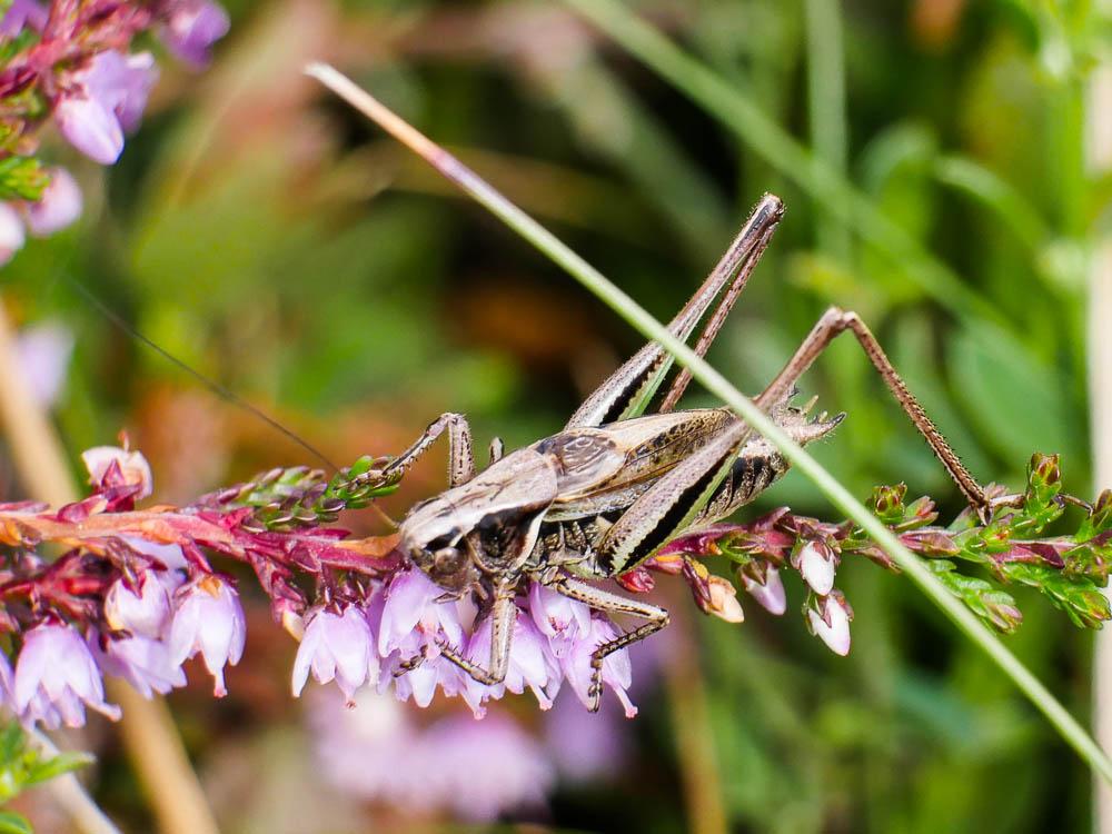 Decticelle des bruyères Metrioptera brachyptera (Linnaeus, 1760)