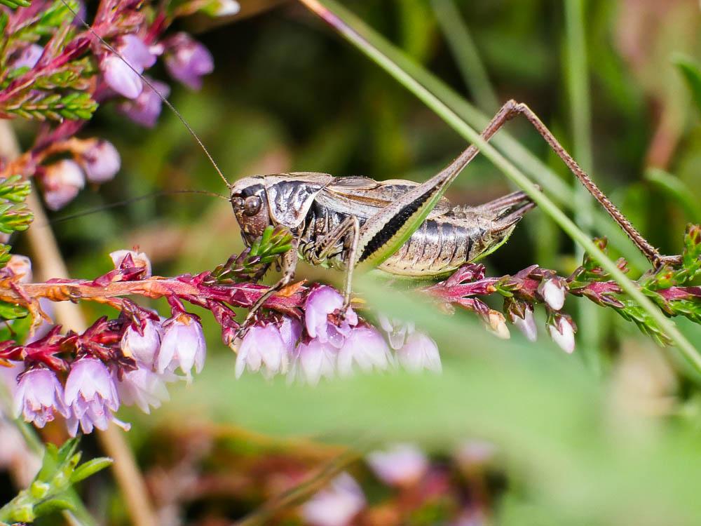 Decticelle des bruyères Metrioptera brachyptera (Linnaeus, 1760)