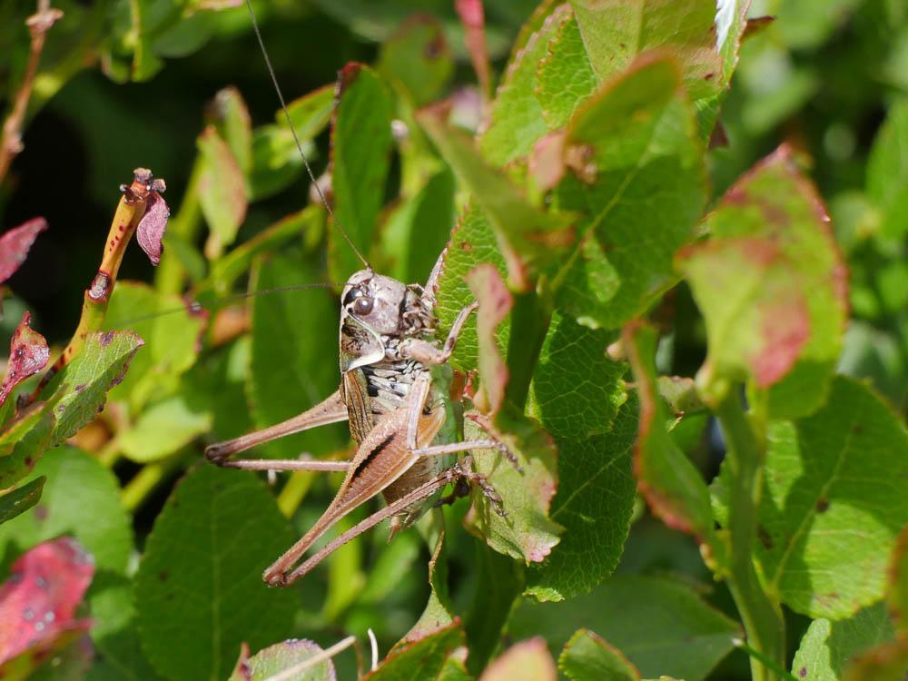 Decticelle des alpages Metrioptera saussuriana (Frey-Gessner, 1872)