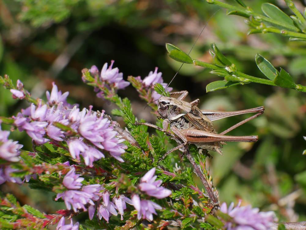 Decticelle des alpages Metrioptera saussuriana (Frey-Gessner, 1872)