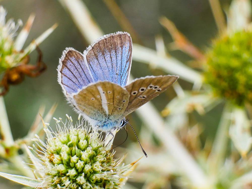 Sablé du Sainfoin (Le), Argus du Sainfoin (L'), Ar Polyommatus damon (Denis & Schiffermüller, 1775)