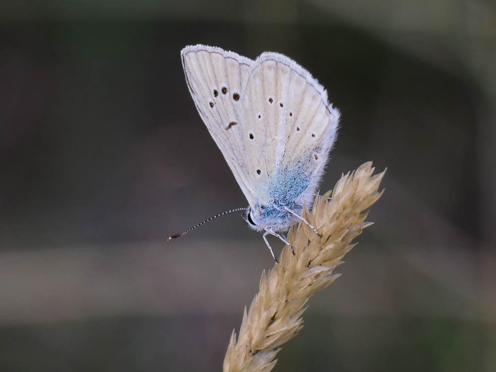 Sablé du Sainfoin (Le), Argus du Sainfoin (L'), Ar Polyommatus damon (Denis & Schiffermüller, 1775)