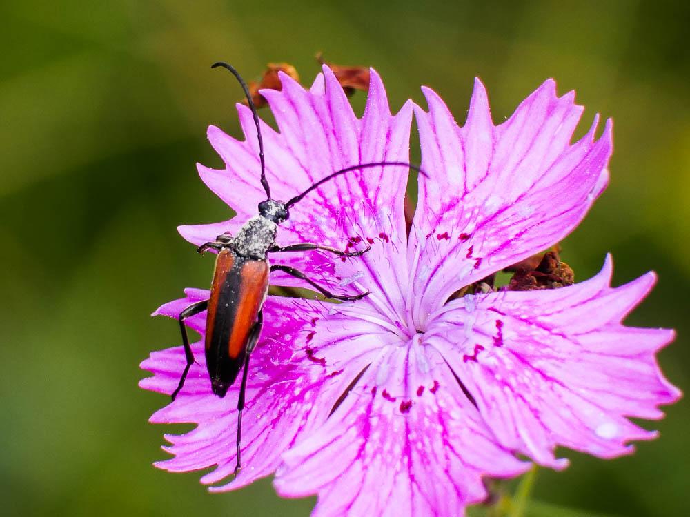 Stenurella melanura (Linnaeus, 1758)