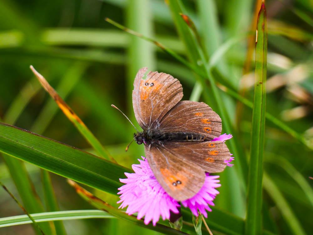 Moiré ottoman (Le) Erebia ottomana Herrich-Schäffer, 1847