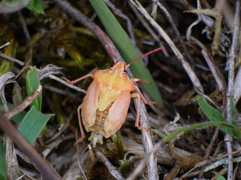  Carpocoris Kolenati, 1846
