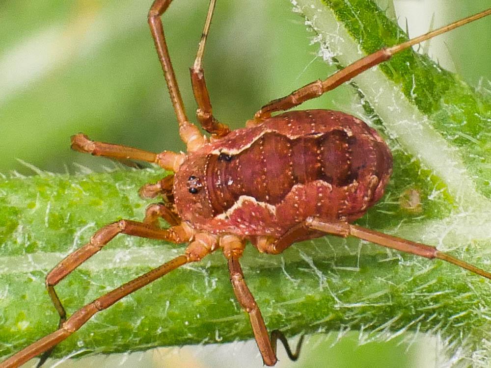  Phalangium opilio Linnaeus, 1758