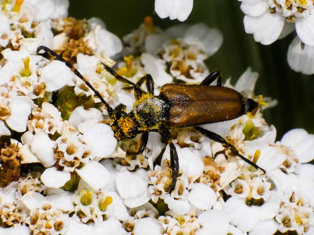 Lepture rouge sang Anastrangalia sanguinolenta (Linnaeus, 1760)