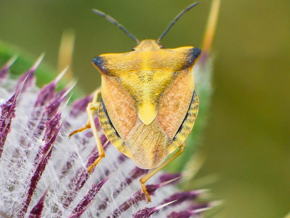  Carpocoris fuscispinus (Boheman, 1850)