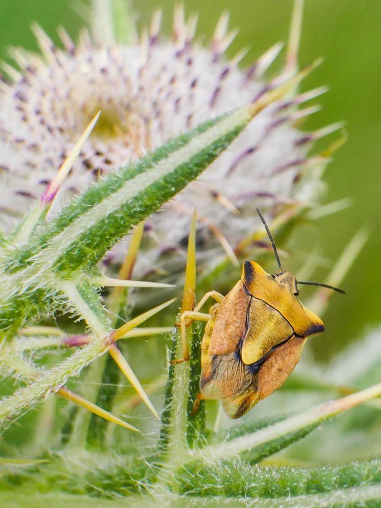 Carpocoris fuscispinus (Boheman, 1850)