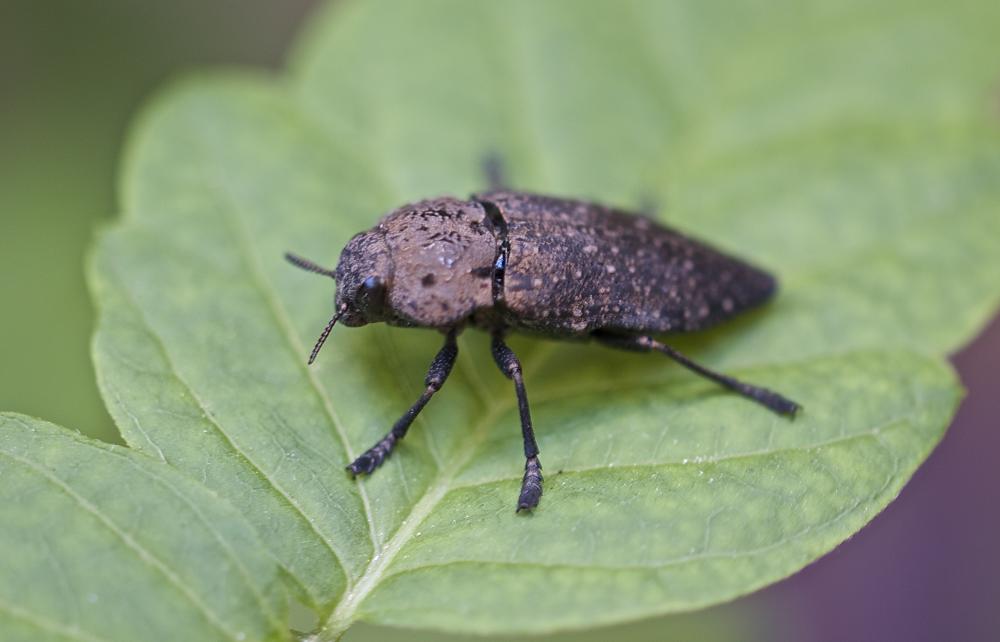 Capnode de l'Oseille Capnodis tenebricosa (Olivier, 1790)