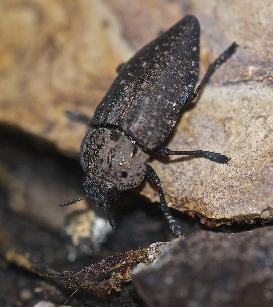 Capnode de l'Oseille Capnodis tenebricosa (Olivier, 1790)