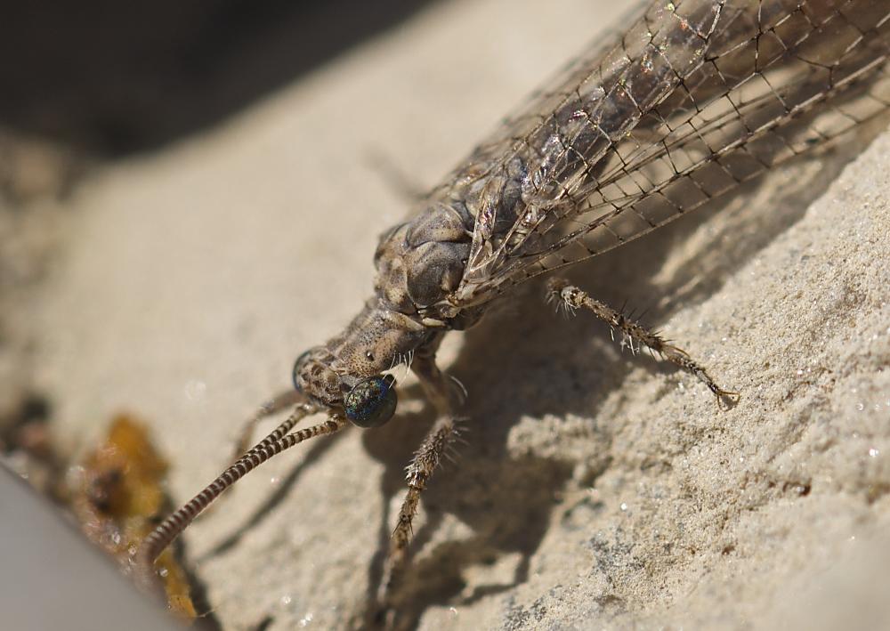  Neuroleon ochreatus (Navás, 1904)
