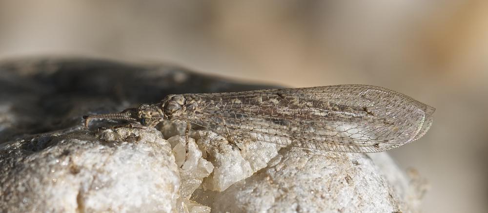  Neuroleon ochreatus (Navás, 1904)