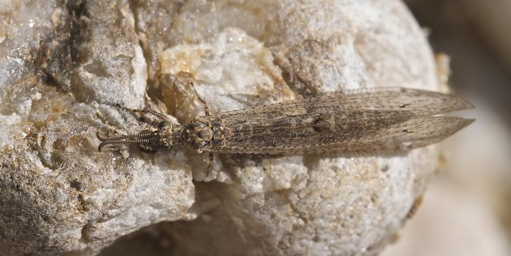 Neuroleon ochreatus (Navás, 1904)