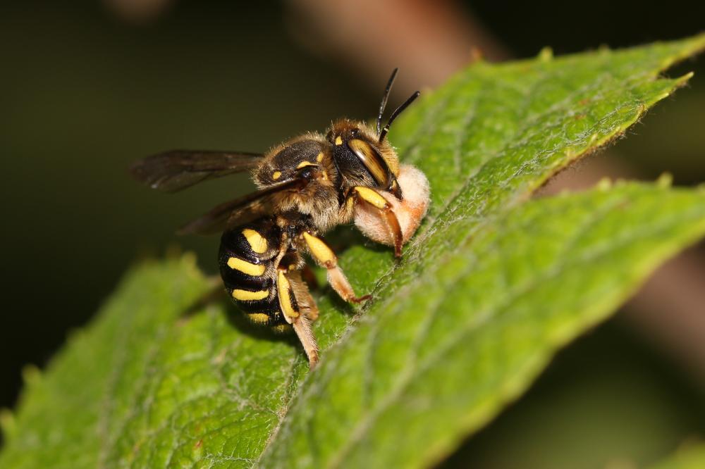 Anthidium Fabricius, 1804