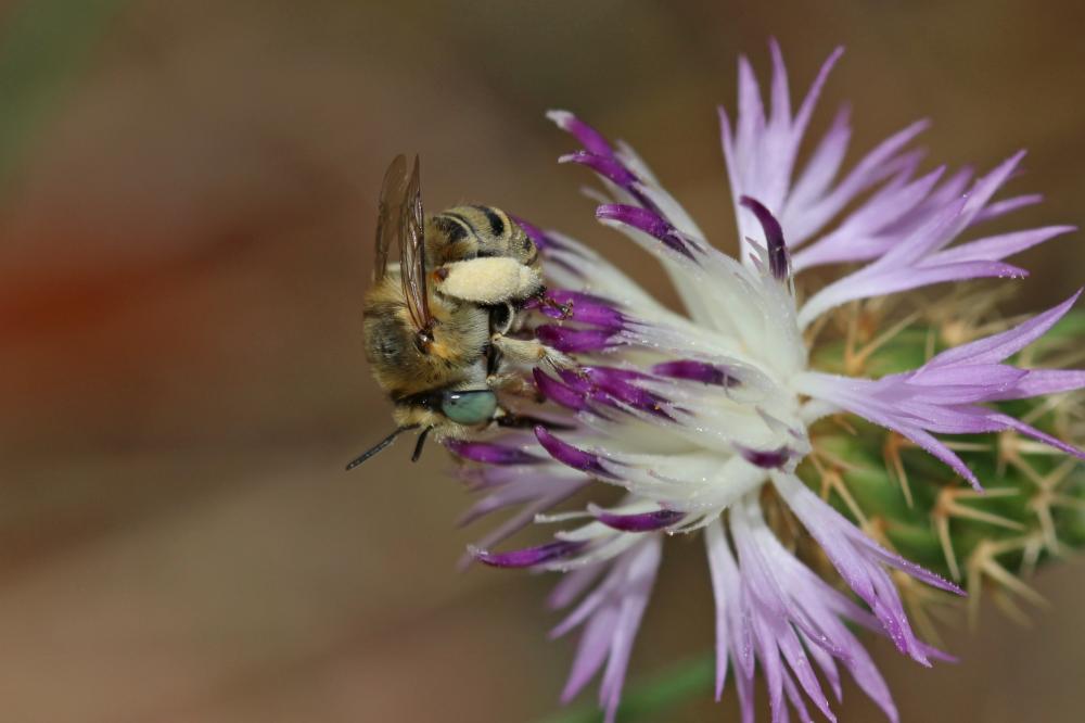 Héliophile commune Anthophora bimaculata (Panzer, 1798)