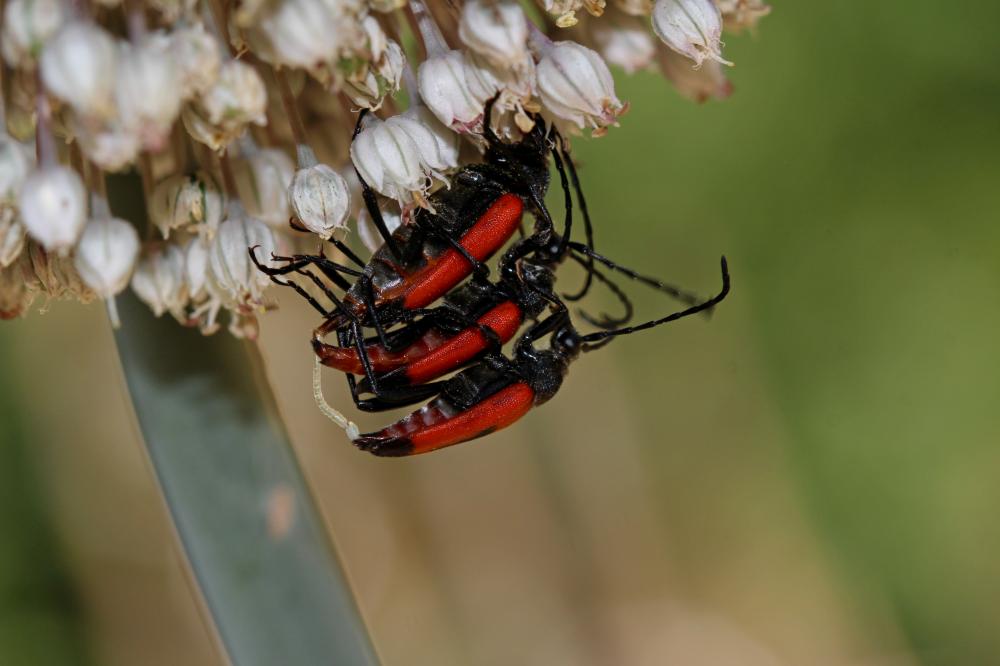 Stictoleptura cordigera (Fuessly, 1775)