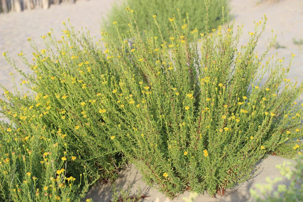 Inule de la Méditerranée Limbarda crithmoides subsp. longifolia (Arcang.) Greuter, 2003