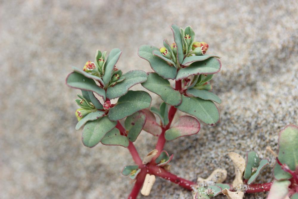 Euphorbe péplis Euphorbia peplis L., 1753
