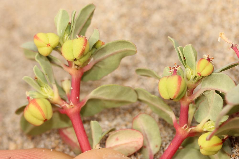 Euphorbe péplis Euphorbia peplis L., 1753