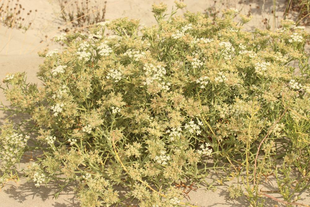 Échinophore épineuse Echinophora spinosa L., 1753
