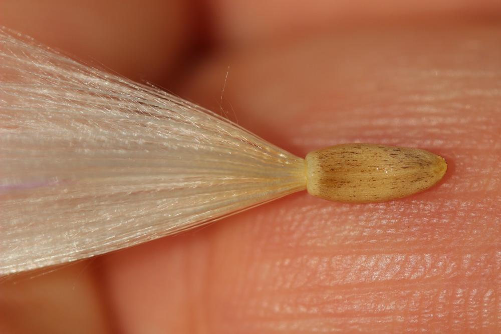 Cirse acarna Picnomon acarna (L.) Cass., 1826