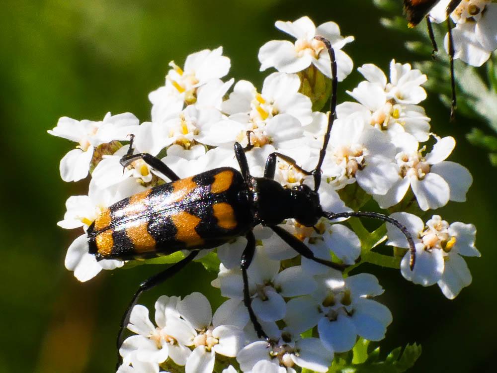 Leptura quadrifasciata Linnaeus, 1758