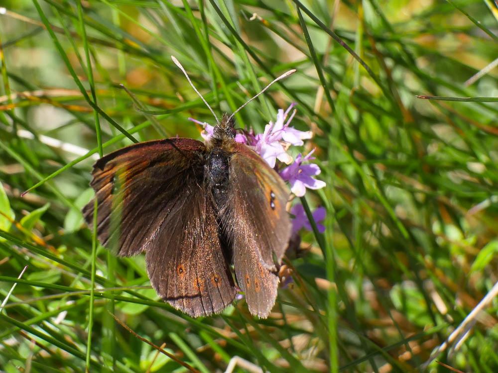 Moiré ottoman (Le) Erebia ottomana Herrich-Schäffer, 1847