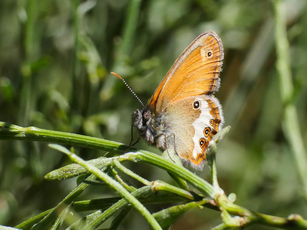 Céphale (Le), Arcanie (L') Coenonympha arcania (Linnaeus, 1760)