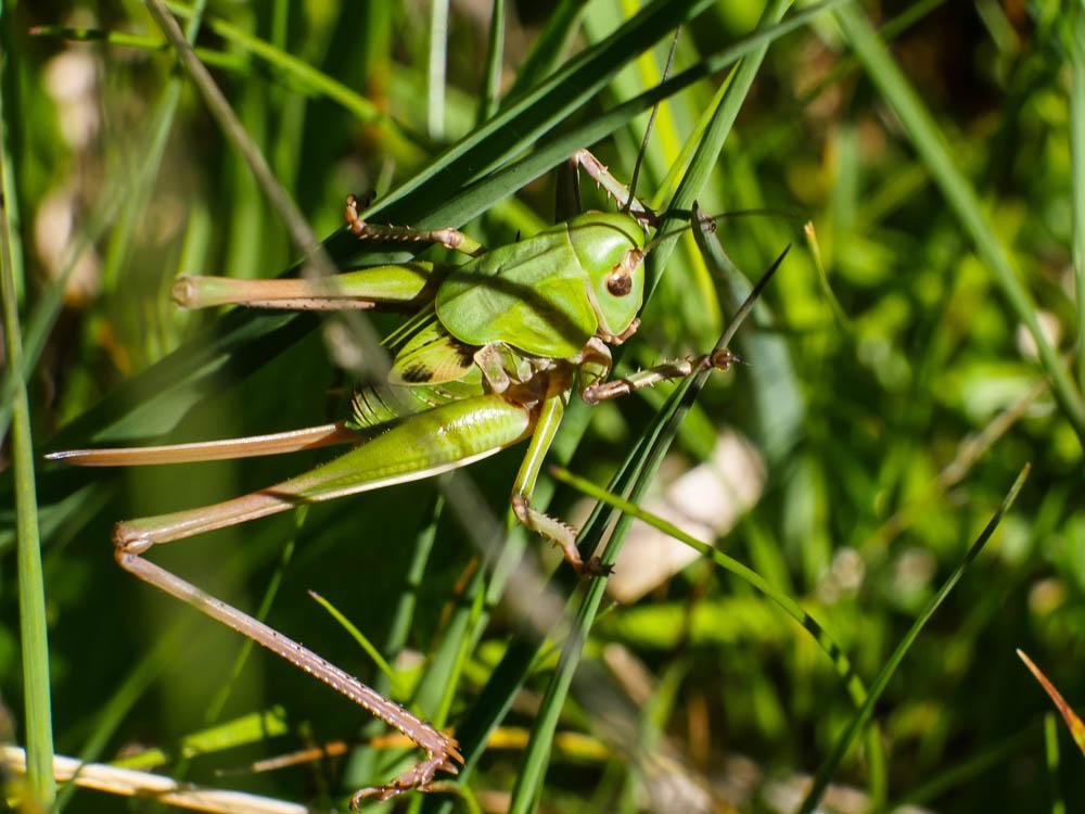 Antaxie cévenole Antaxius sorrezensis (Marquet, 1877)