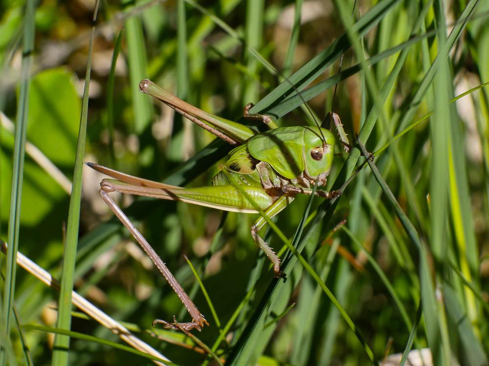 Antaxie cévenole Antaxius sorrezensis (Marquet, 1877)