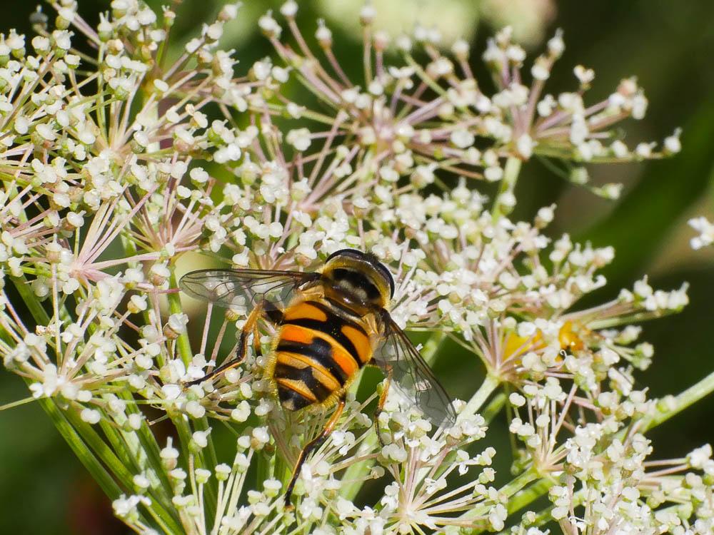 Myathropa florea (Linnaeus, 1758)