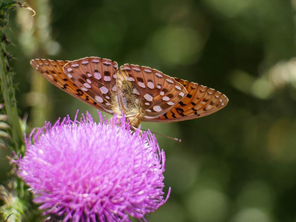 Grand Nacré (Le), Aglaé (L'), Moyen-Nacré (Le) Speyeria aglaja (Linnaeus, 1758)