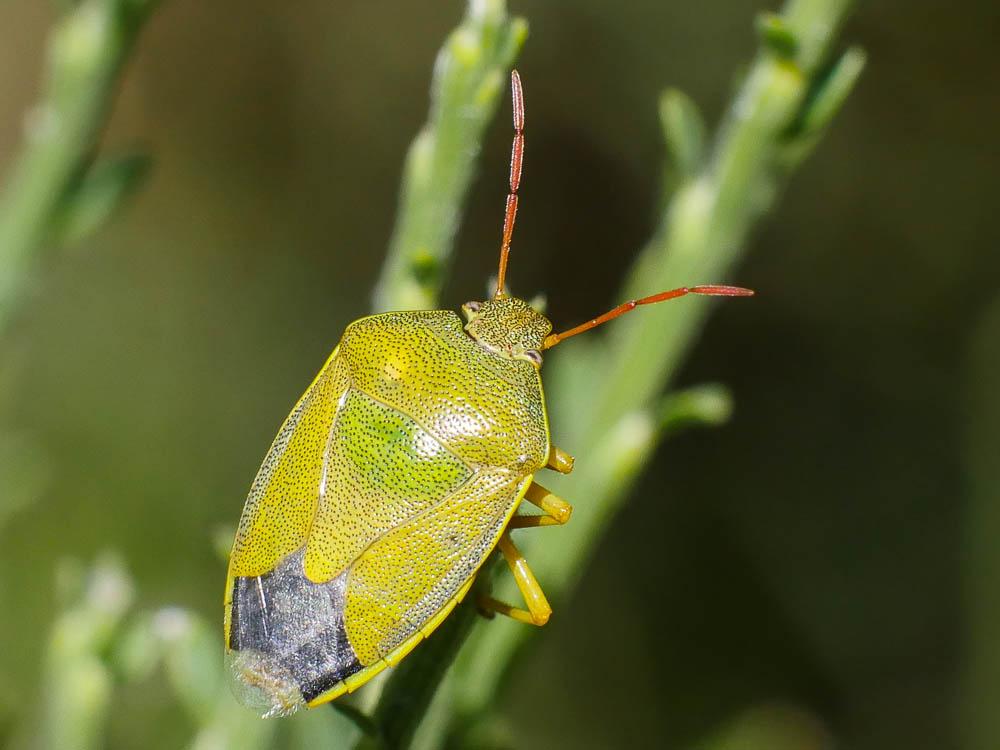 Piezodorus lituratus (Fabricius, 1794)