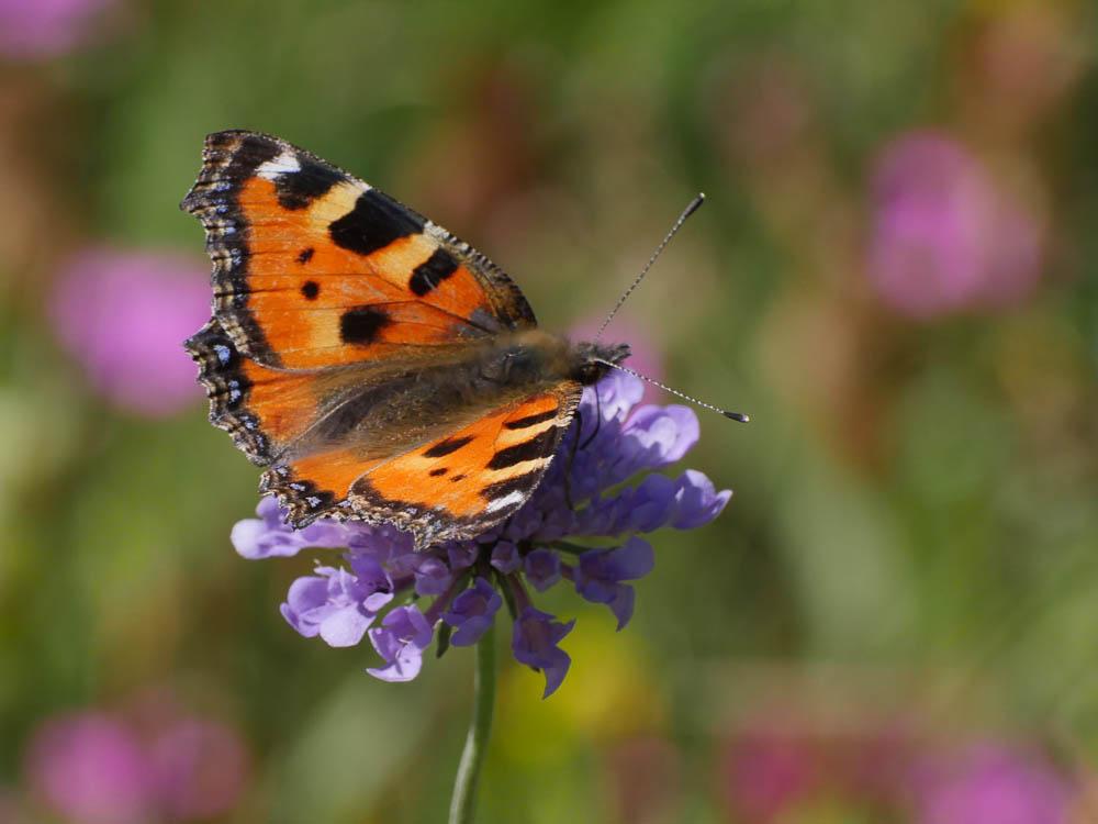 Petite Tortue (La), Vanesse de l'Ortie (La), Petit Aglais urticae (Linnaeus, 1758)