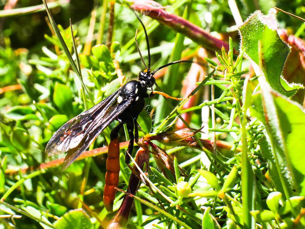 Amblyjoppa fuscipennis (Wesmael, 1845)