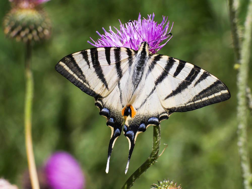 Flambé (Le) Iphiclides podalirius (Linnaeus, 1758)