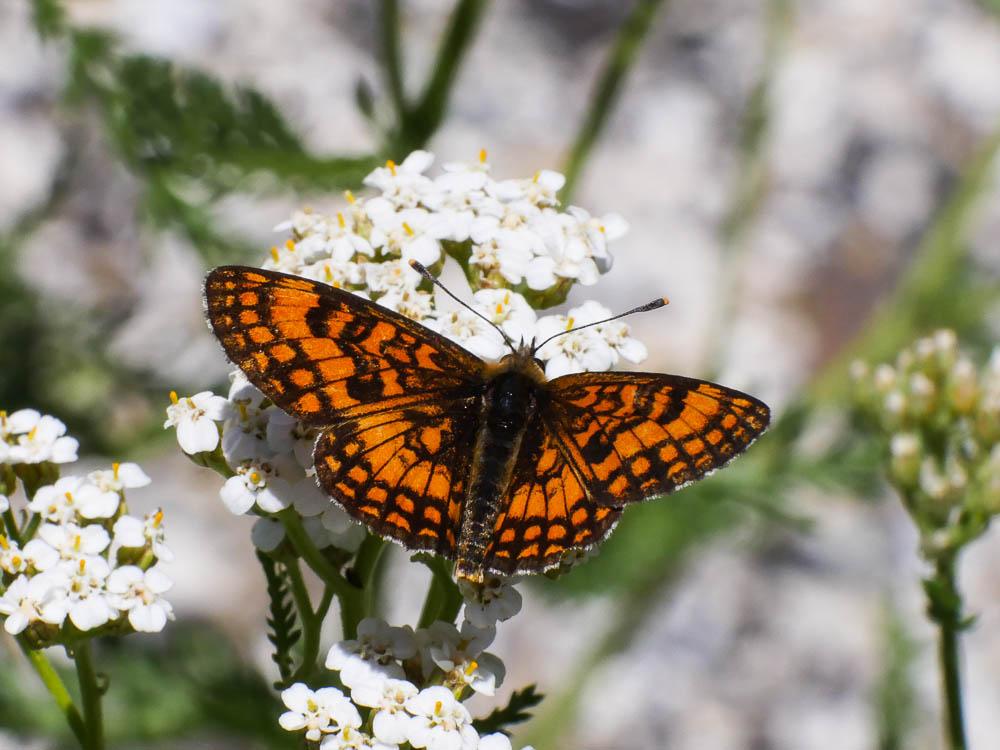La Mélitée du Mélampyre (La), Damier Athalie (Le) Melitaea athalia (Rottemburg, 1775)