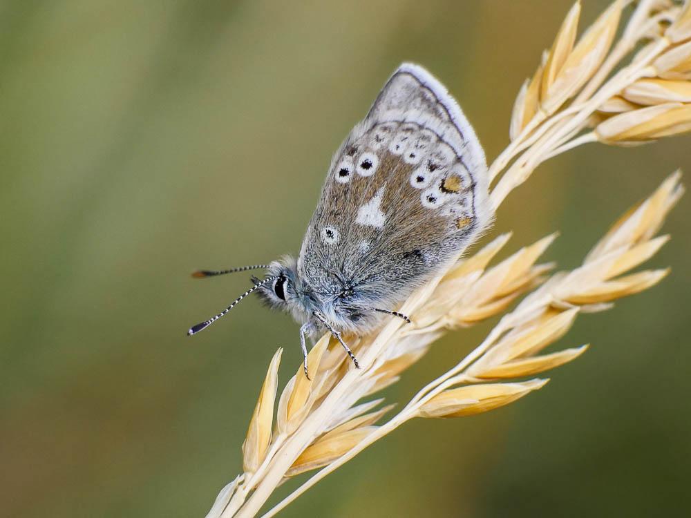 Azuré des Soldanelles (L'), Argus gris-bleu (L') Agriades glandon (Prunner, 1798)