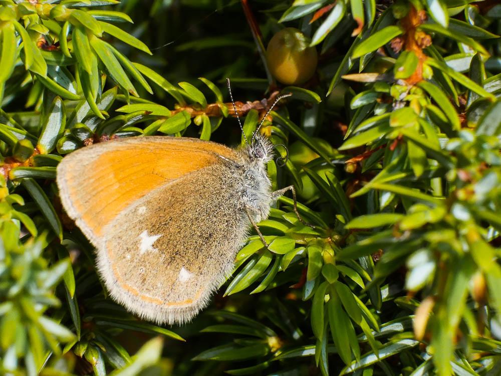 Fadet de la Mélique (Le), Iphis (L'), Semi-Procris Coenonympha glycerion (Borkhausen, 1788)