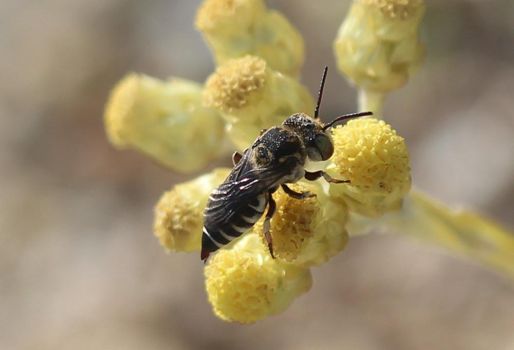  Coelioxys Latreille, 1809