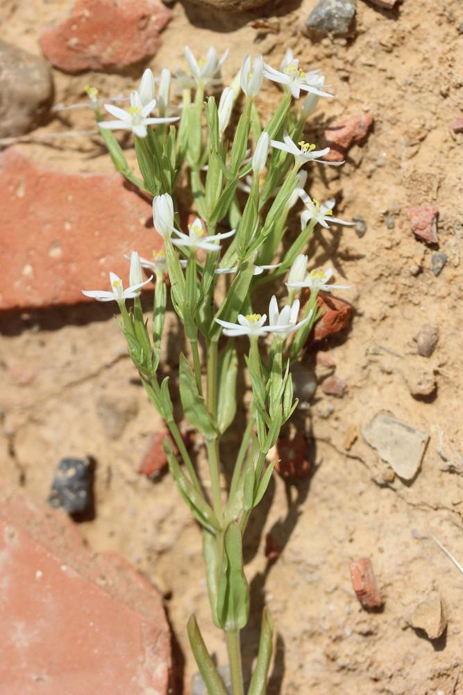 Petite centaurée à petites fleurs Centaurium tenuiflorum (Hoffmanns. & Link) Fritsch, 1907