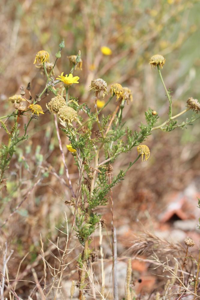 Chrysanthème des jardins Glebionis coronaria (L.) Cass. ex Spach, 1841