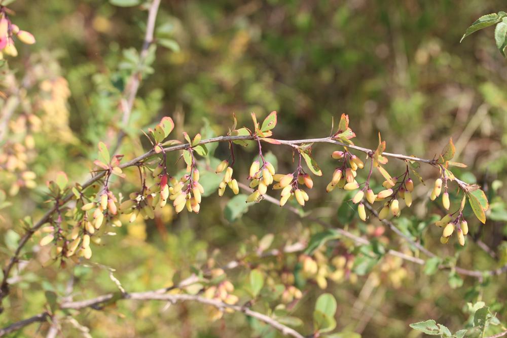 Épine-vinette, Berbéris commun Berberis vulgaris L., 1753