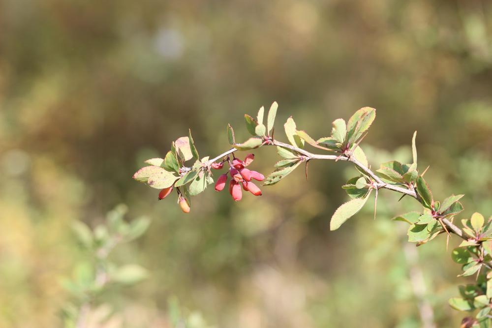 Épine-vinette, Berbéris commun Berberis vulgaris L., 1753