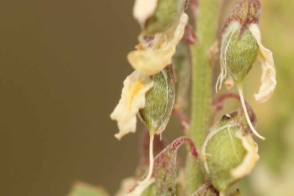 Mélilot élevé Trigonella altissima (Thuill.) Coulot & Rabaute, 2013