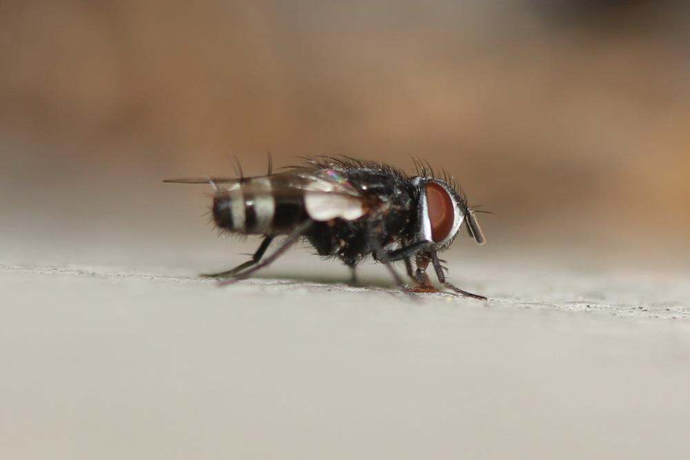 Sphenometopa fastuosa (Meigen, 1824)