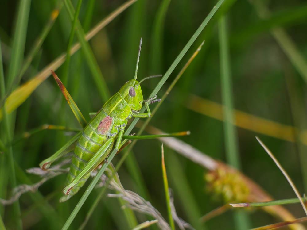 Criquet des Genévriers Euthystira brachyptera (Ocskay, 1826)