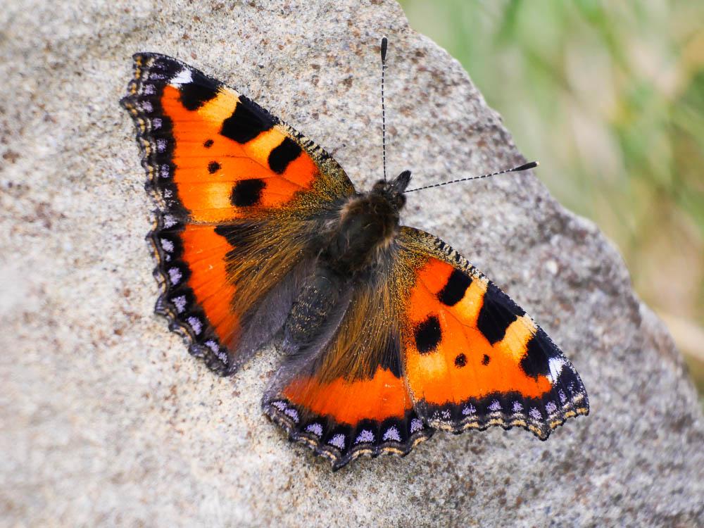 Petite Tortue (La), Vanesse de l'Ortie (La), Petit Aglais urticae (Linnaeus, 1758)